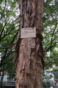 melaleuca 4