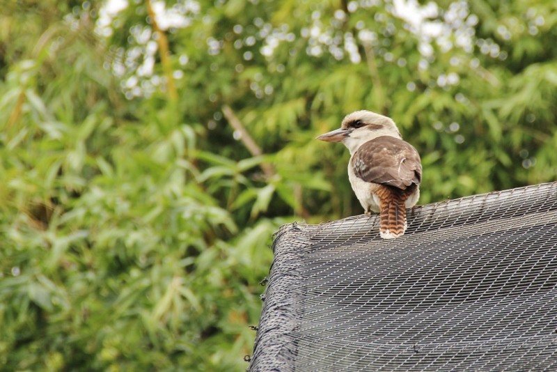 kookaburra 3