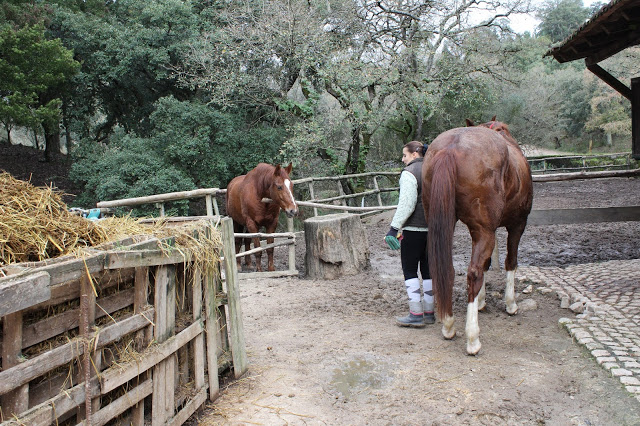 Tapada Nacional de Mafra + Eventos + Save the date + acitvidades em família + mafra + natureza + floresta da Tapada + animais + cavalos + actividades equestres
