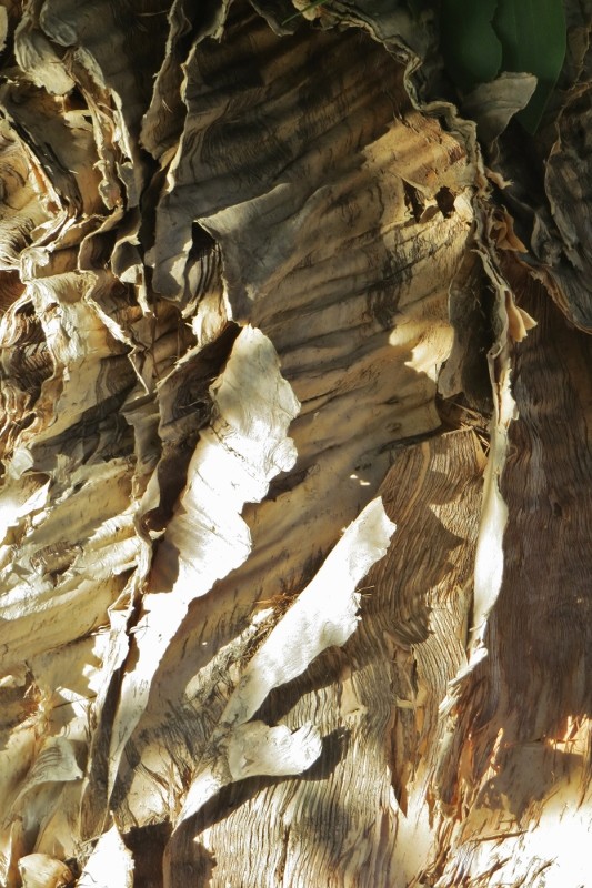 paperbark tree 4