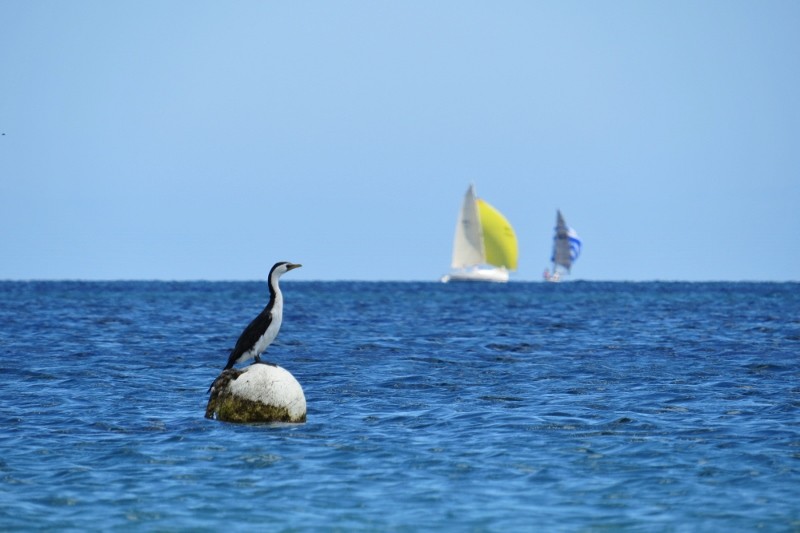 microcarbo melanoleucos 4 (800x533)