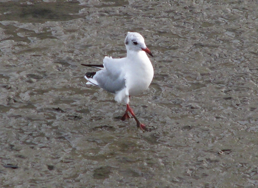 com o vento pelas costas