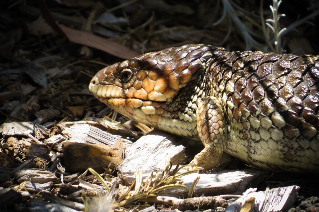 bobtail-2 (1024x682)