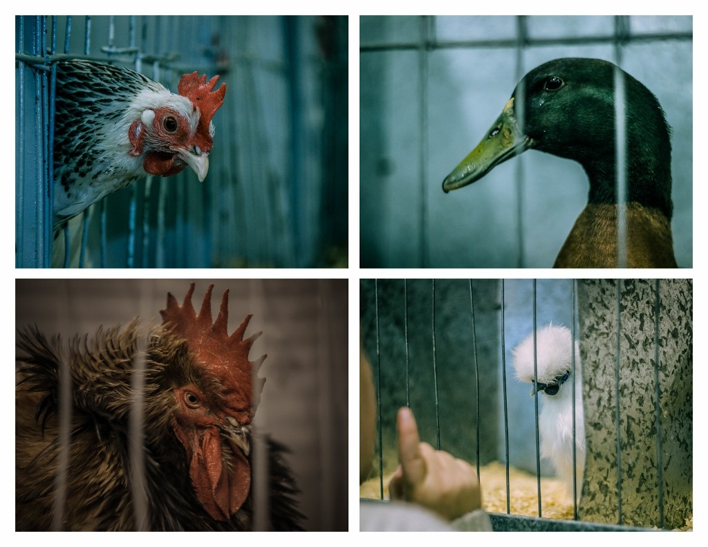 perth royal show farm animals 3 (1024x791)