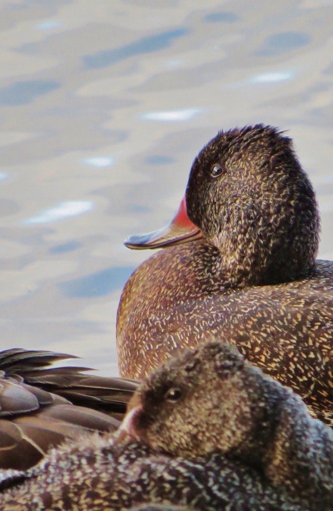 freckled duck 6