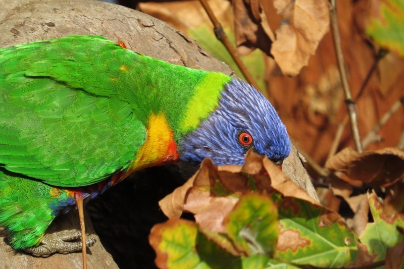 rainbow lorikeet a 11