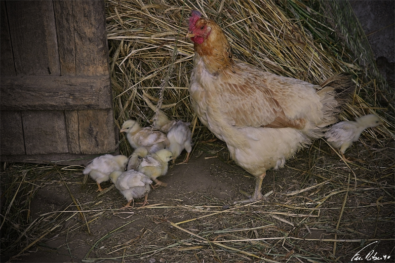 orjais (11).jpg orjais (11).jpg