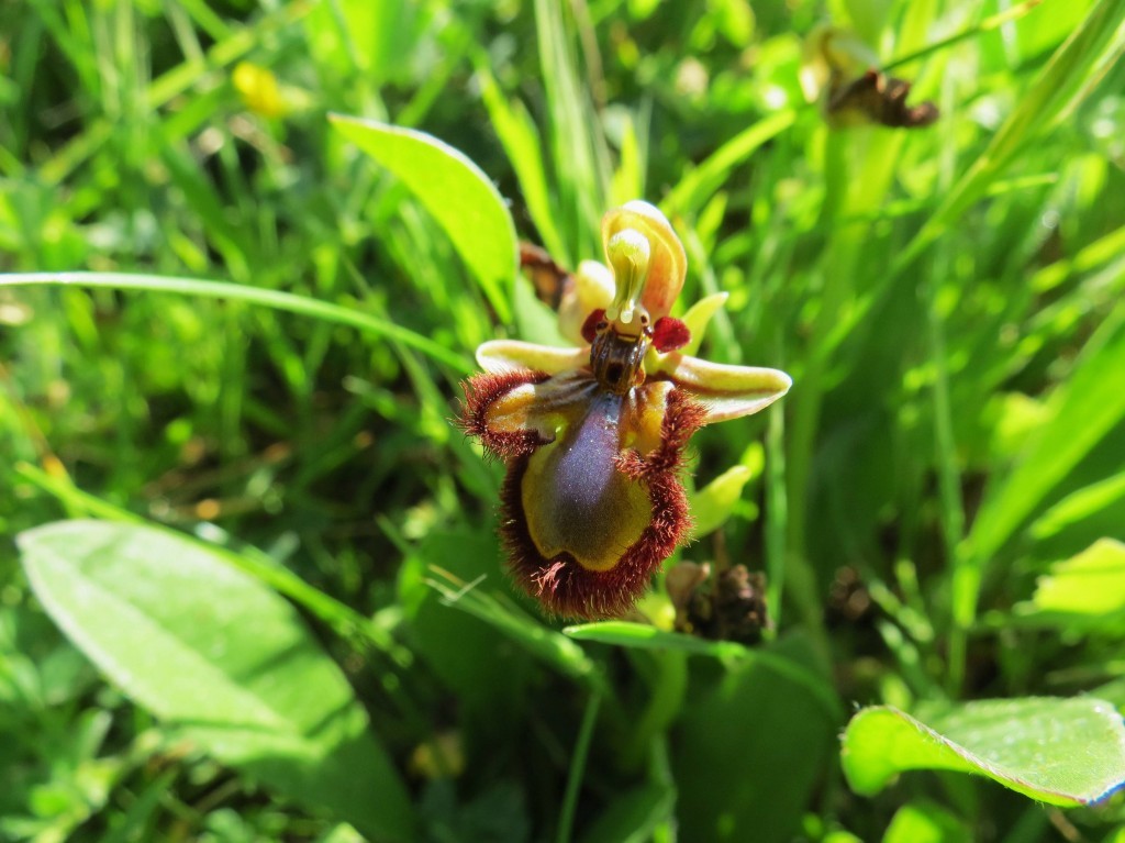 Orquídea erva-abelha-maior - Arca de Darwin