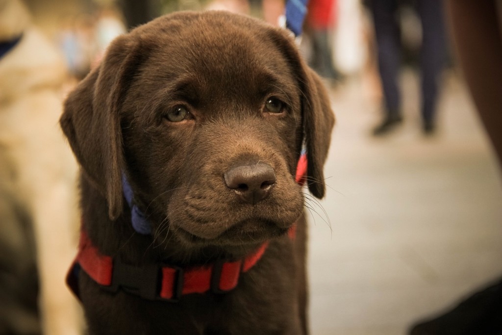 cao guia-20 (1024x683)