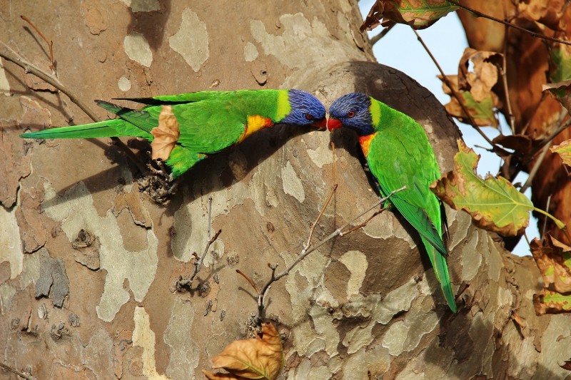 rainbow lorikeet a 15