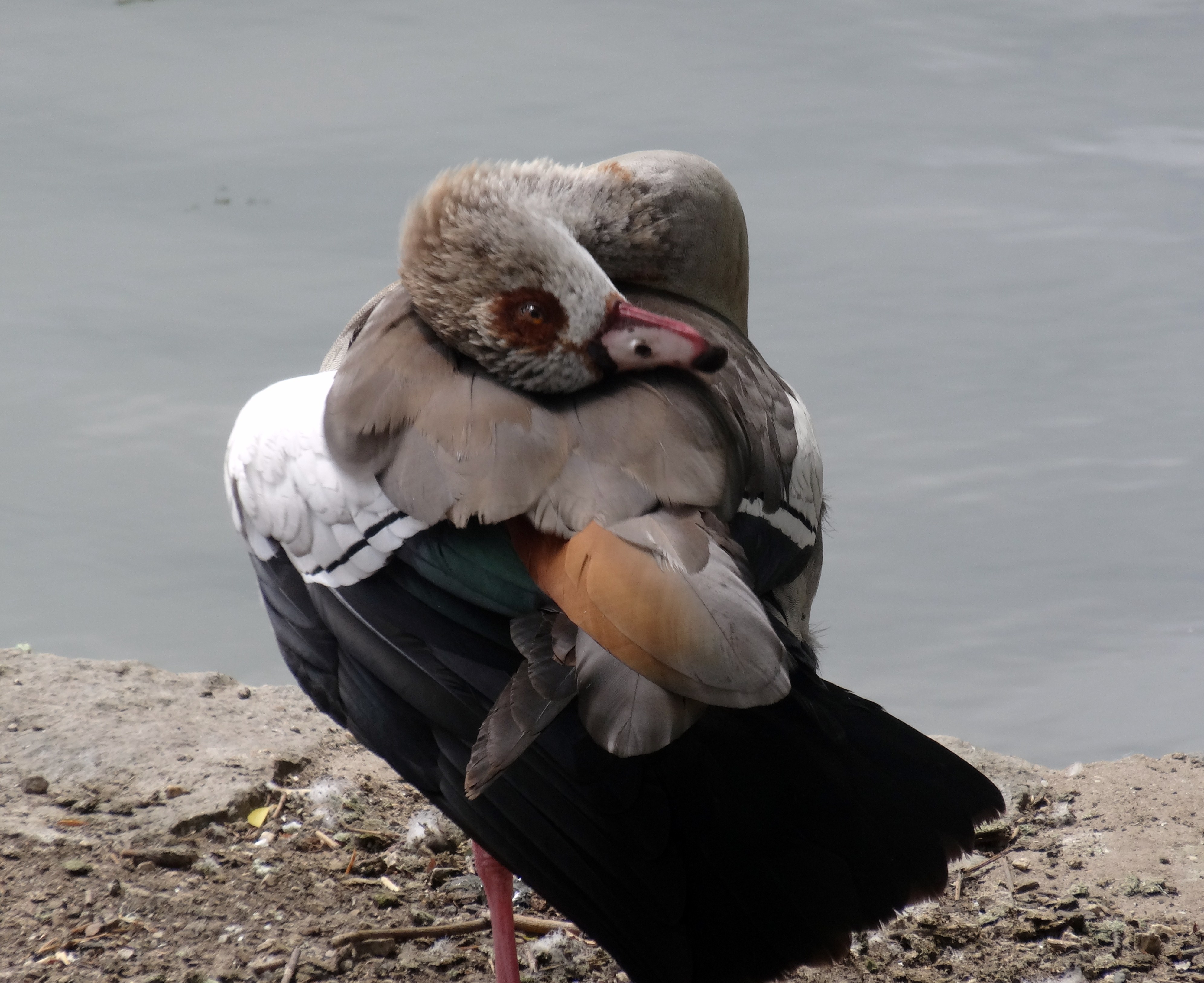 Pato num lado bru.JPG