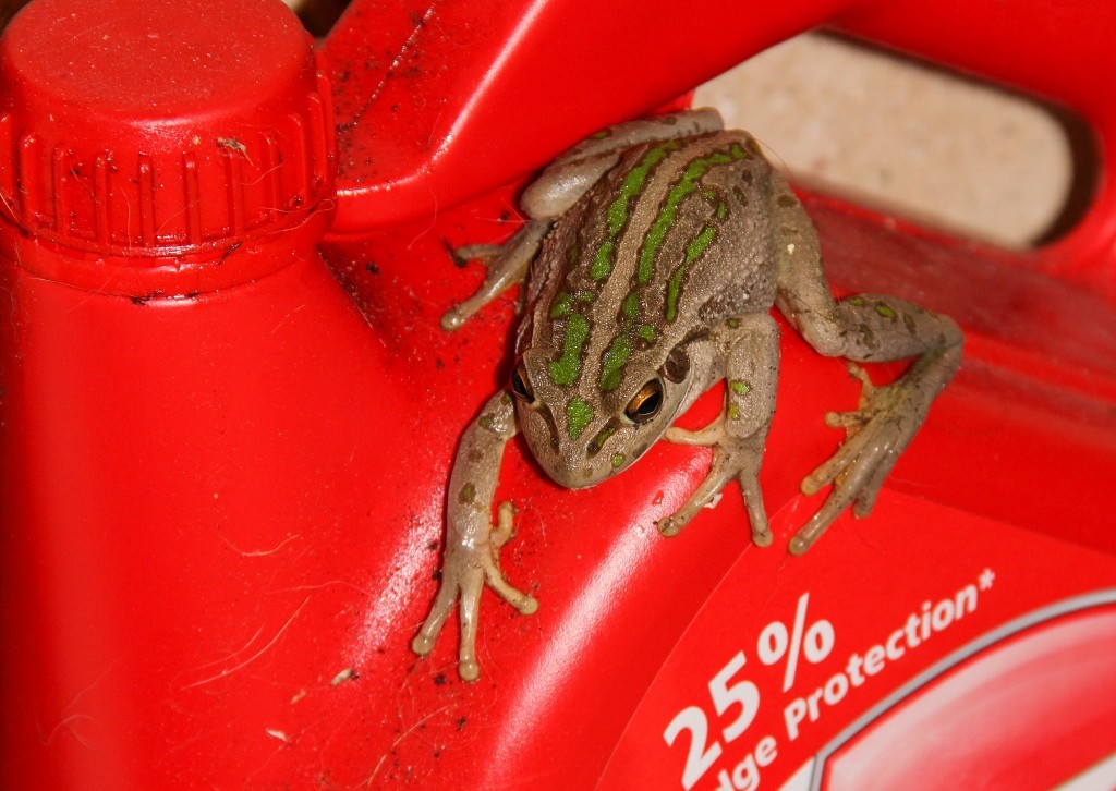 green tree frog 2