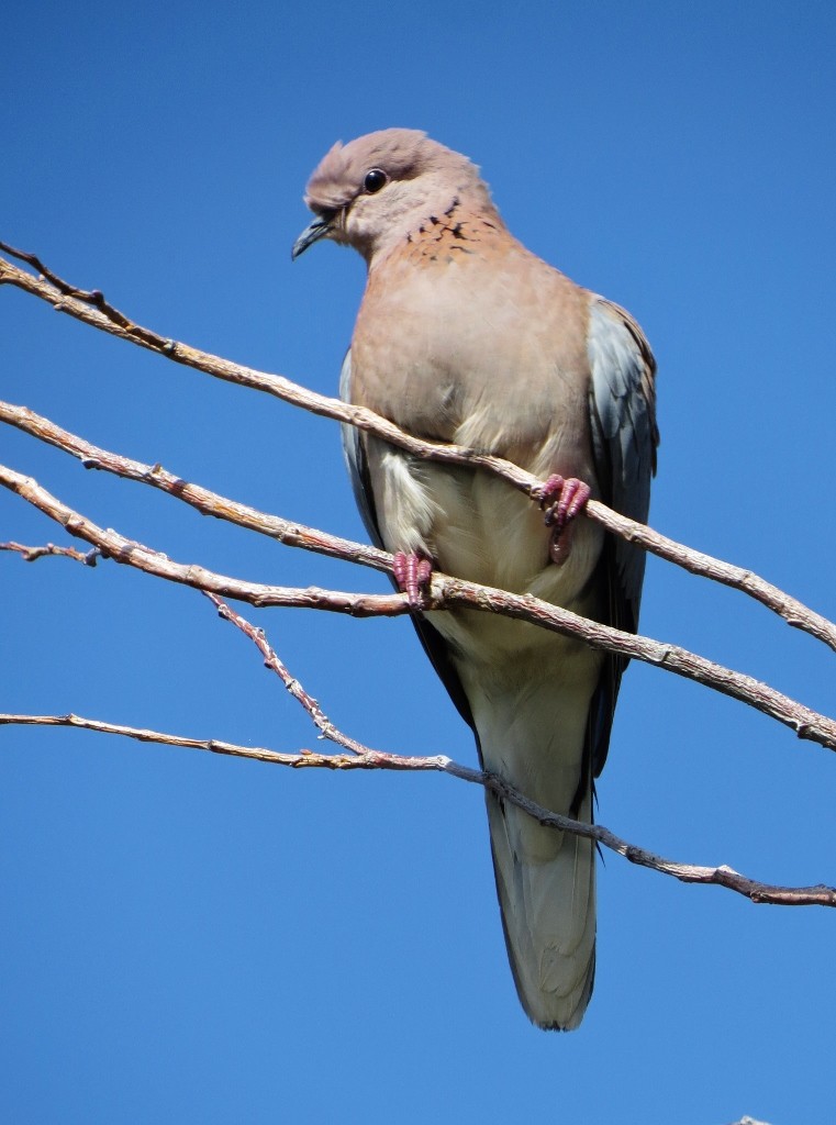 laughing dove 1