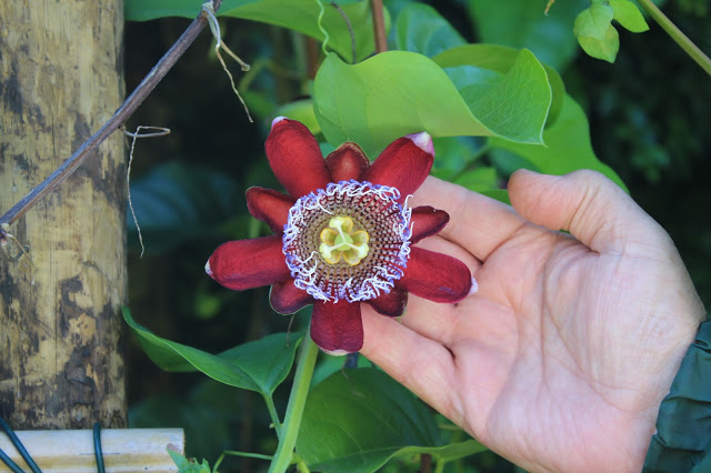 Açores + Azores + Arquipélago dos Açores + Ilha de São Miguel + parque terra nostra + hotel terra nostra + vale das furnas + furnas + visitar portugal + flores dos açores + beleza dos Açores + viajar em família