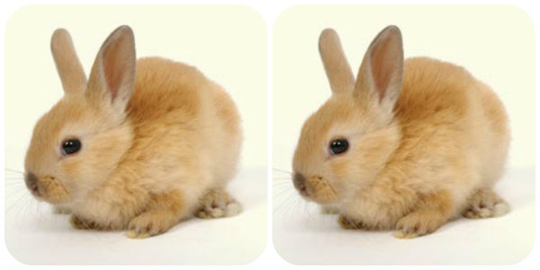 Dois coelhos anões Dois coelhos anões