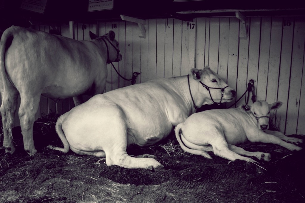 animals perth royal show a 17 (1024x683)