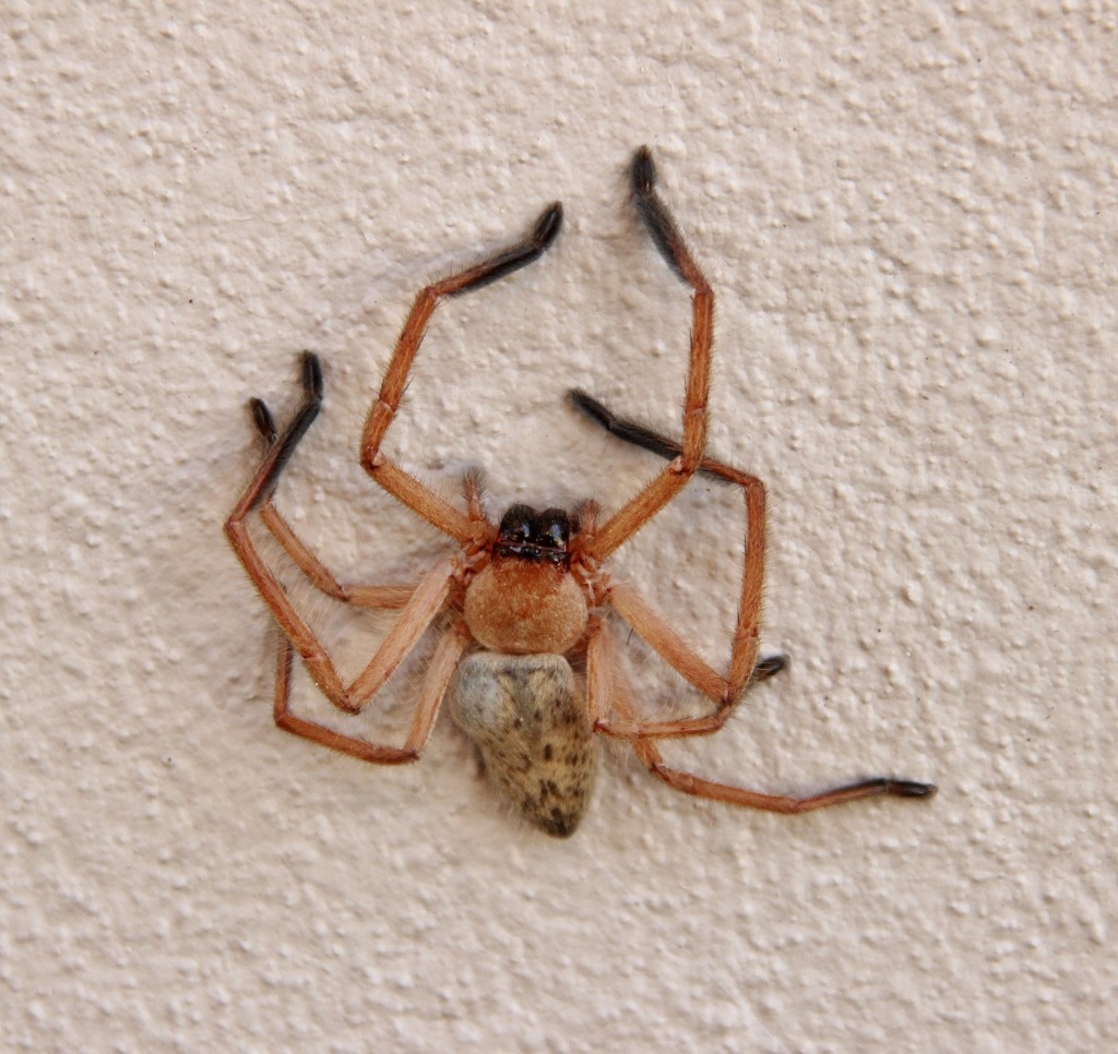 huntsman spider