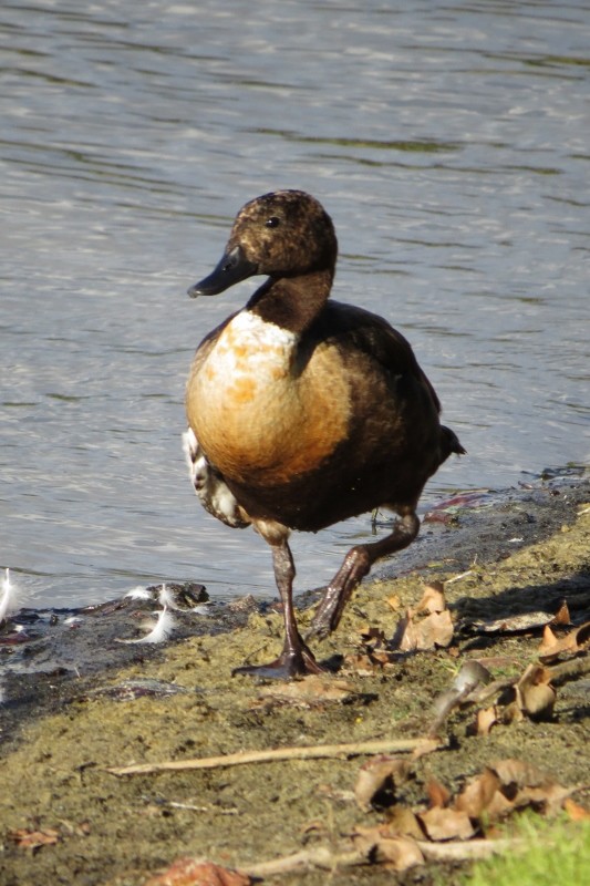 shelduck a 17 (533x800)