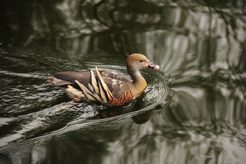 Dendrocygna eytoni 1