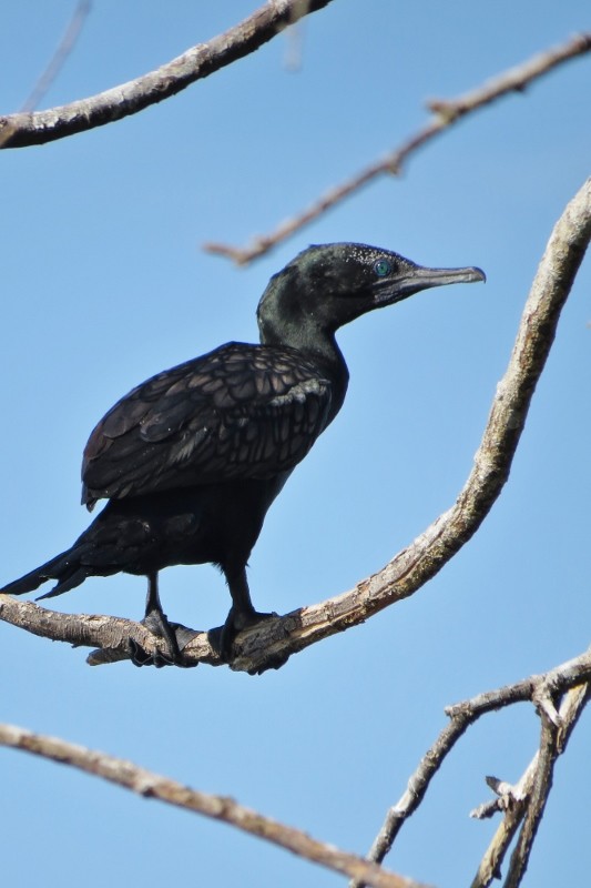 little black cormorant a 12
