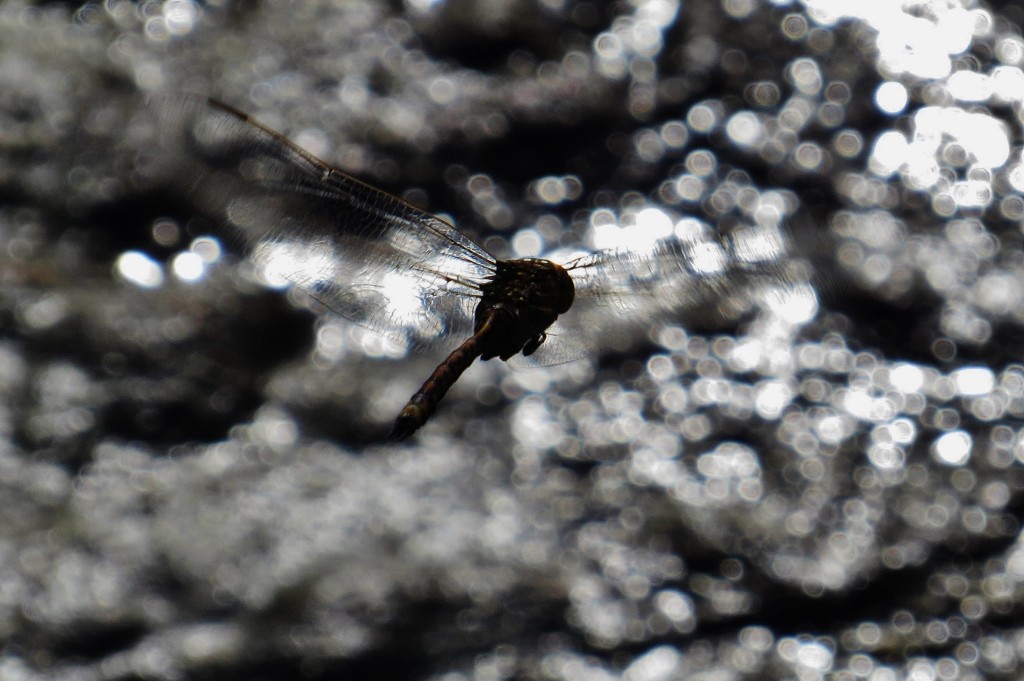 australian emperor 3 (1024x681)