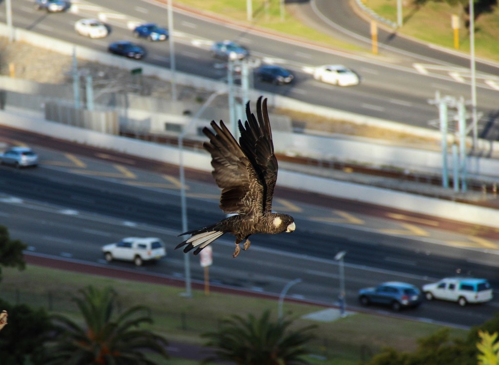 black cockatoo 2