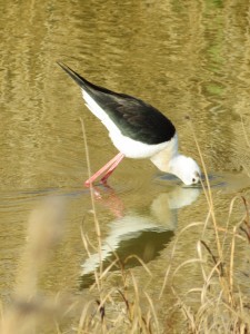himantopus_4