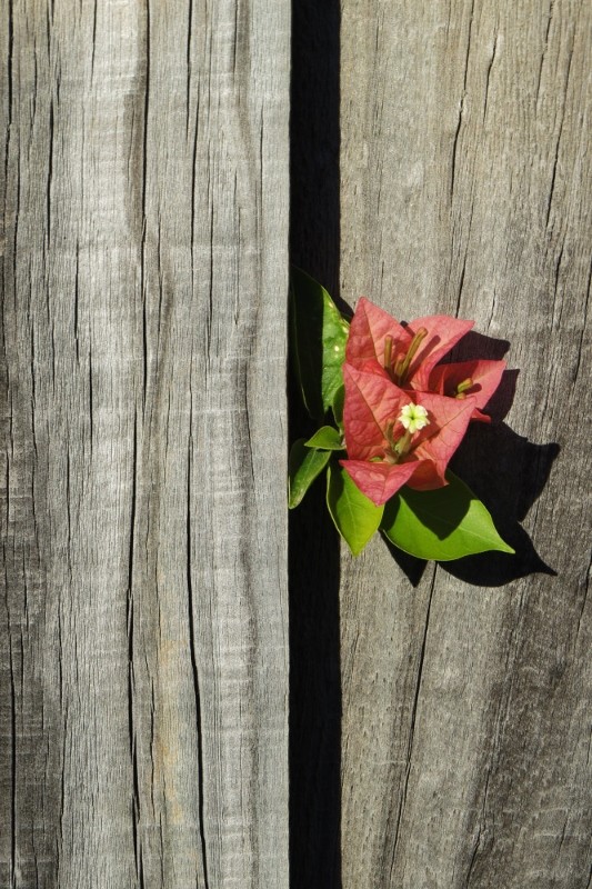 a natureza sempre encontra um caminho