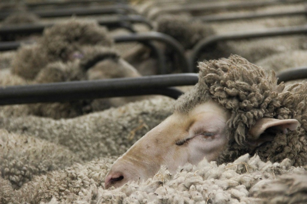 sheep perth royal show 8 (1024x683)