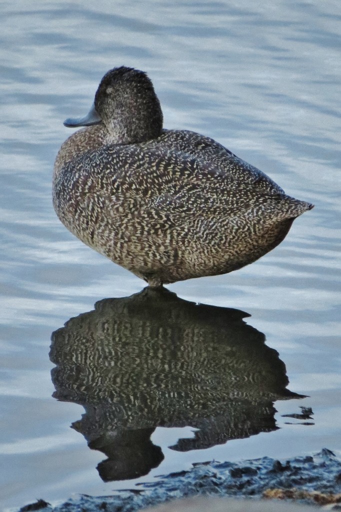freckled duck 8