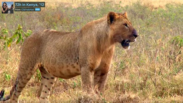 quénia áfrica safari