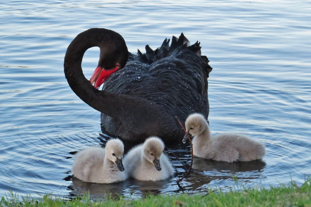 black swan 1