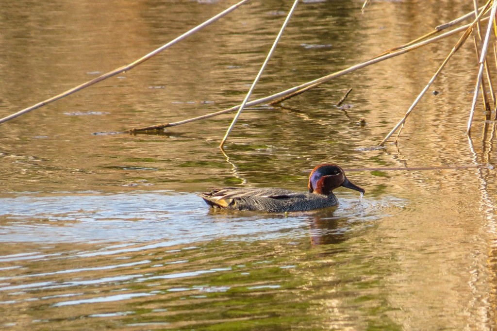 lagoa da estacada a 11