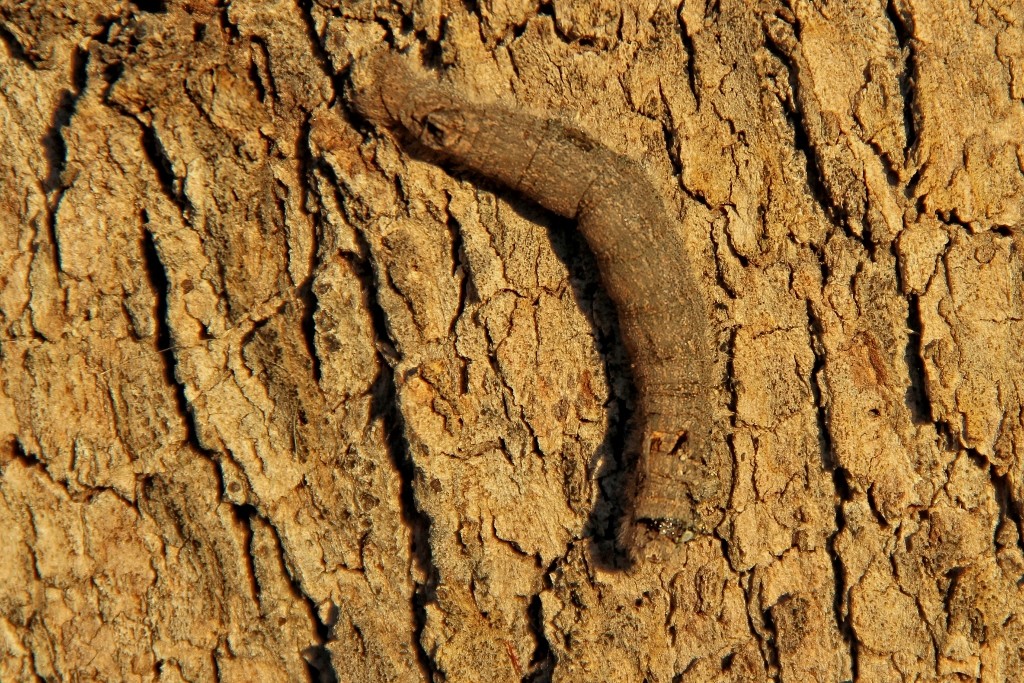 gumtree snout moth 1