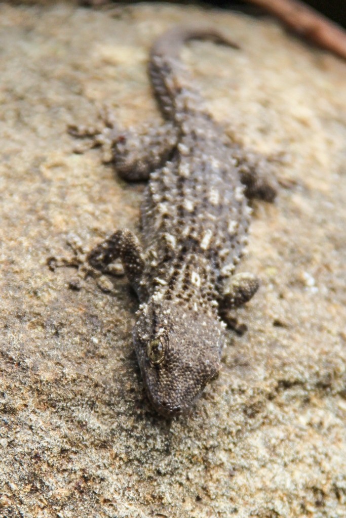 cascatas de mourao a 16