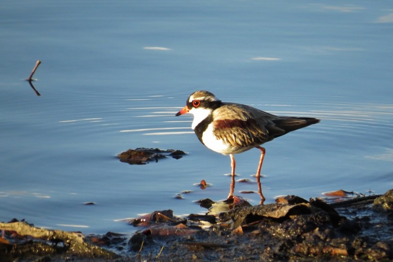 black-fronted dotterel a 13 (800x533)