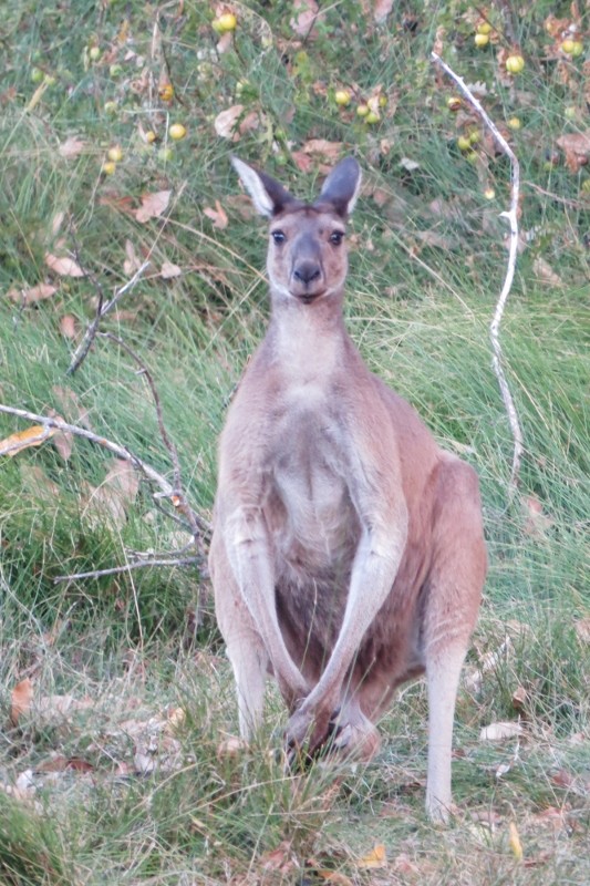 canguru_3