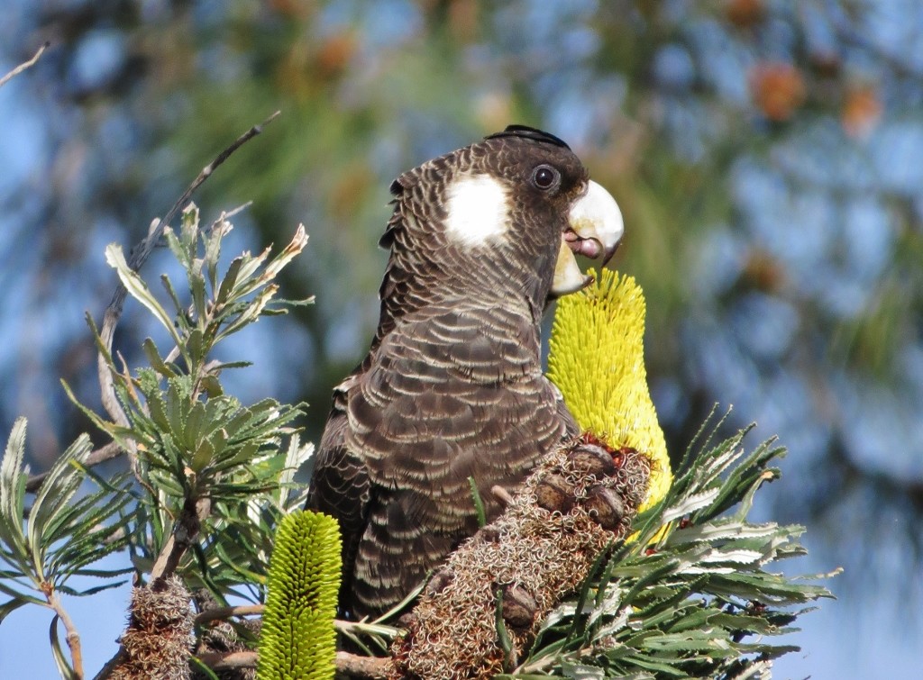 carnabys black-cockatoo 1