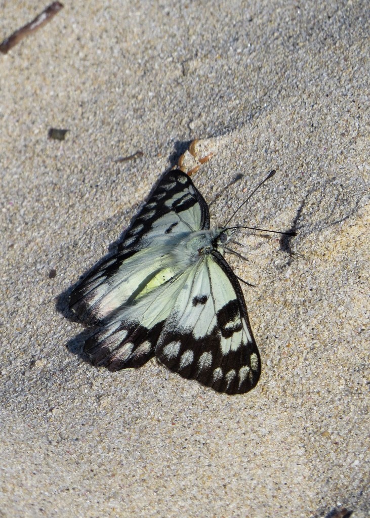 red-spotted jezebel 2