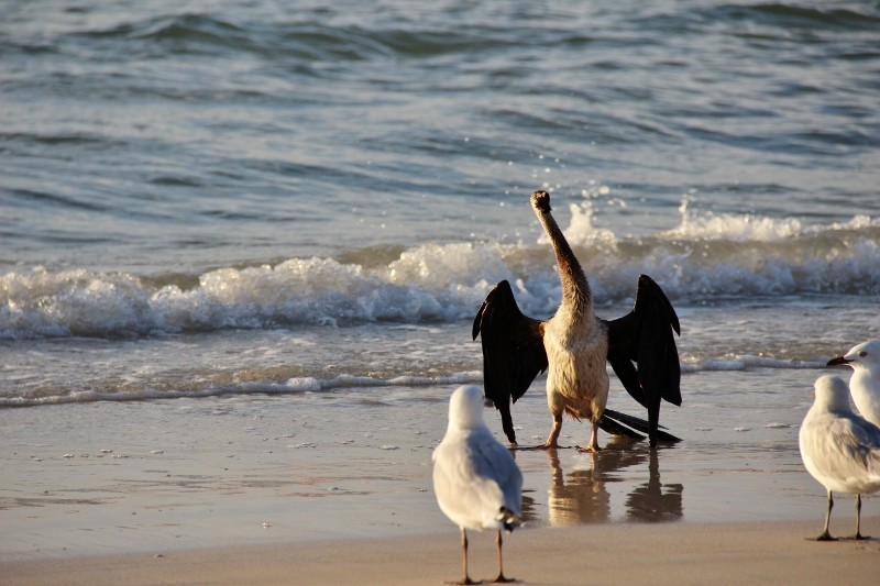 australian darter a 11 (800x533)