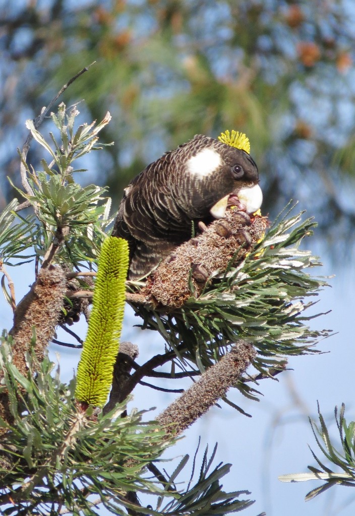 carnabys black-cockatoo female