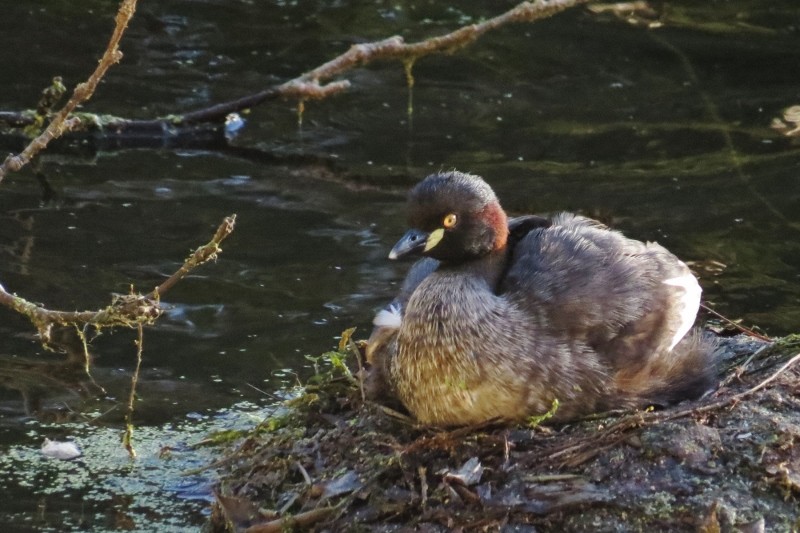 little grebe 4 (800x533)