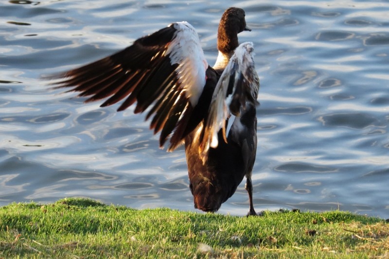 shelduck 11 (800x533)