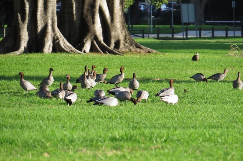 chenonetta jubata 9 (800x533)