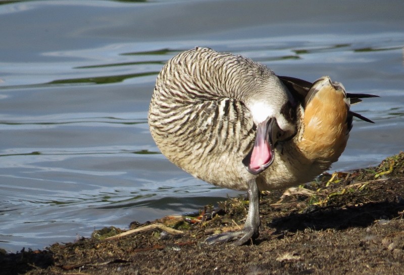 pink-eared duck 6 (800x546)