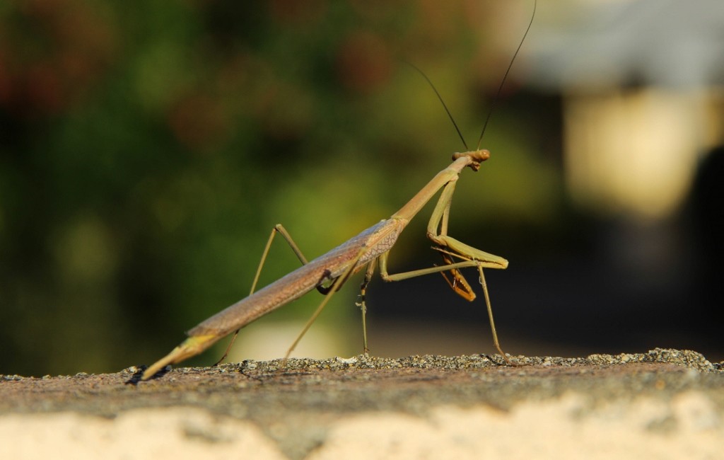 stick mantis 2
