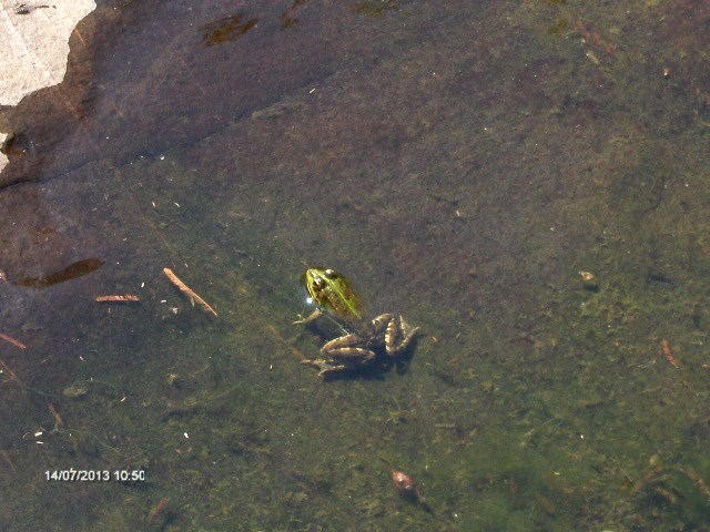 10547482_10204045259387402_8643497952206711722_n[1