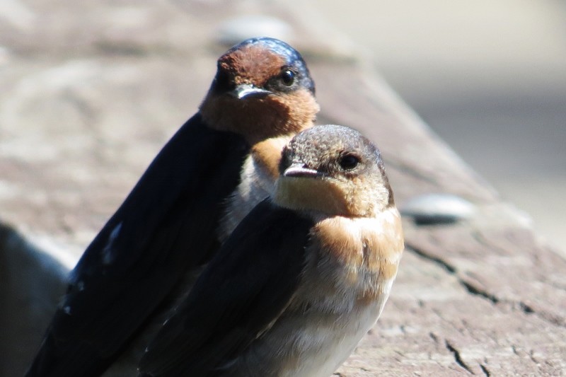 hirundo neoxena 1