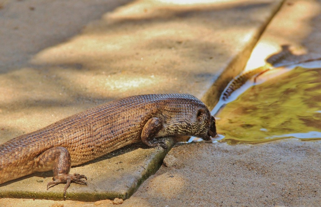 kings skink-34 (1024x660)