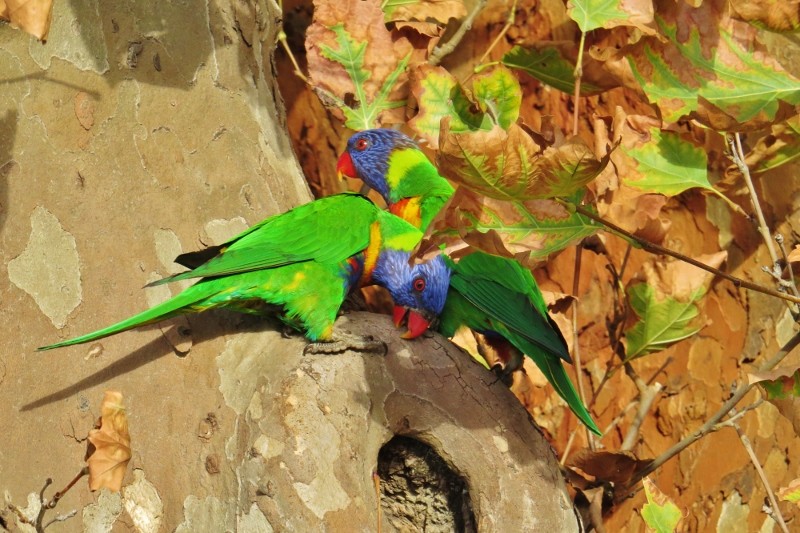 rainbow lorikeet 6